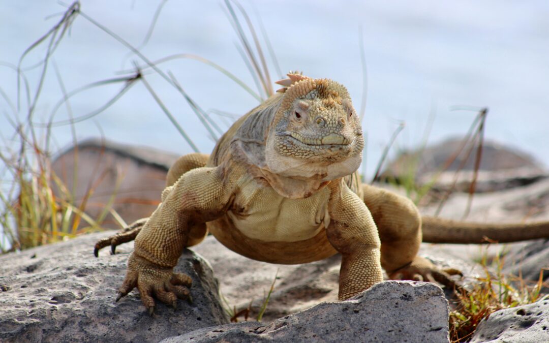 ECUADOR E GALAPAGOS