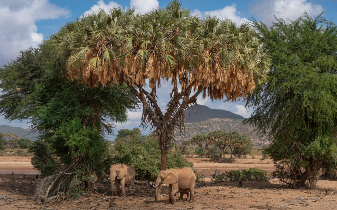 KENYA: STRAORDINARIA NATURA