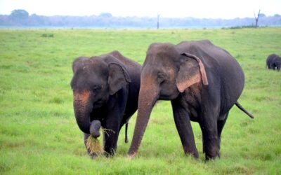 KENYA: STRAORDINARIA NATURA