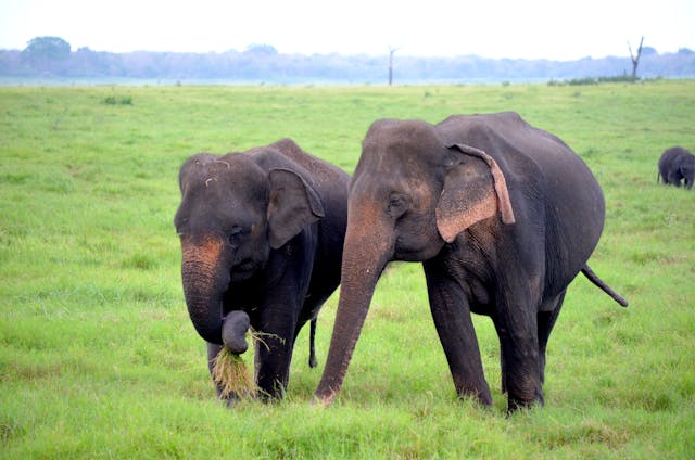 KENYA: STRAORDINARIA NATURA